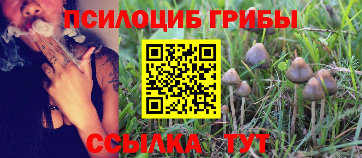 Галлюциногенные грибы Psilocybine cubensis Чернушка